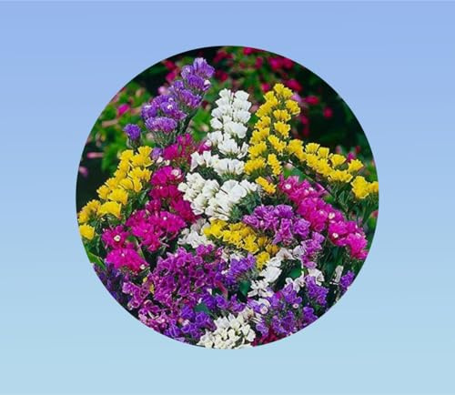 20 graines statice - mixtes -hybride - varié - en mélange - fleurs séchés