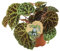 I Giardini di Giulia | Begonia Blad Ferox Ø12 H.20 | Pianta Ornamentale con Foglie Uniche e Spinose | Ideale per Arredare Interni | Facile da Coltivare
