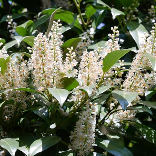semi di alloro ciliegia - biologici esotiche, resistenti giardino 25pcs