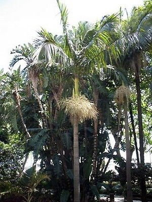 King Palm 12 Samen – Alexandra Palm – archontophoenix