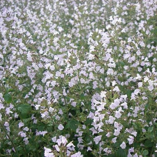 6x Kleinblütige Bergminze - Calamintha nepeta subsp. Nepeta - Topf 9x9cm