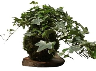 Kokedama Hiedra Bola de Musgo Vivo DECOALIVE Planta Natural de Interior