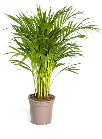 Dypsis Lutescens - Palma di Areca - Palma d'oro - 80-90cm - Ø19cm - Pianta d'appartamento - Sempreverde
