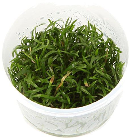 Lilaeopsis brasiliensis 1-2-GROW! (in vitro)