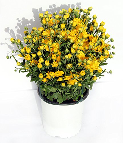 CRISANTEMO - CRISANTHEMUM. DE COLOR VARIADO ¡¡¡ PLANTA NATURAL ¡¡¡ altura: 22 cm aproximado, contenedor: 15 cm. ENVIOS SOLO PENINSULA