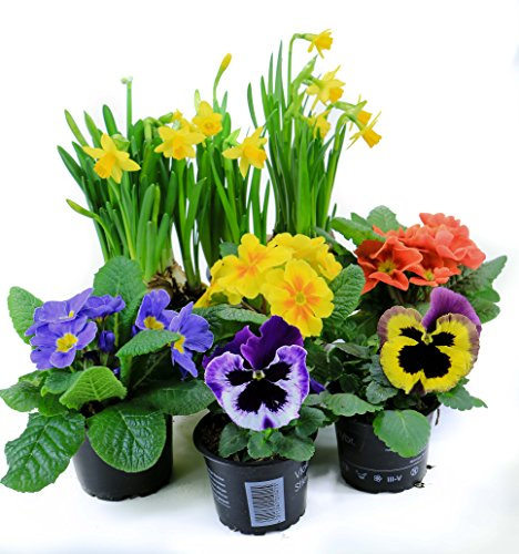 Frühlingsblumen Set 14, 2 Stiefmütterchen, 3 Primeln & 2 Narzissen