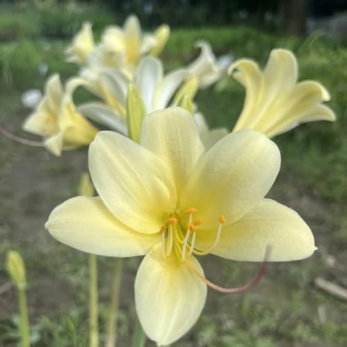 Lycoris Radiata Winterhart - Lirio de araña – lirio de araña – lirio de colores brillantes para arriates y terrazas, de larga floración y robusto, 15 raíces-B