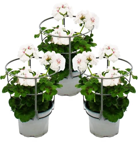 Géraniums suspendus - Pelargonium Peltatum - Pot de 12 cm - Lot de 3 plantes - Blanc