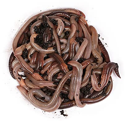 Natursache Tauwürmer lebend/Box I Lebender Angelköder für Wels, Forelle, Lachs, Aal, Zander, Hecht, Karpfen & alle Anderen Arten von großen Weißfischen I Ideales Zubehör für Angler