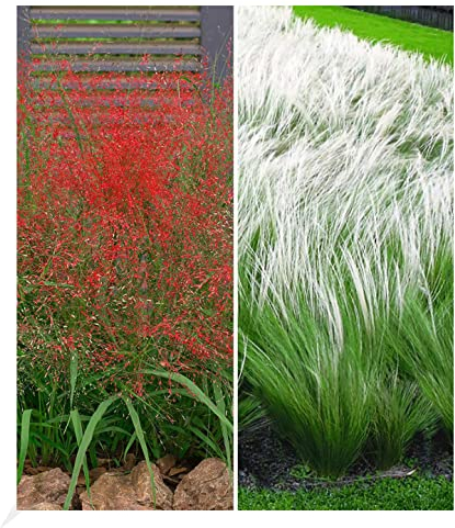BALDUR Garten Ziergras-Kollektion, 6 Pflanzen 3 Pflanzen Rotes Liebesgras und 3 Pflanzen Federgras (Stipa), winterharte Staude, mehrjährig, Eragrostis spectabilis, Stipa borysthenica