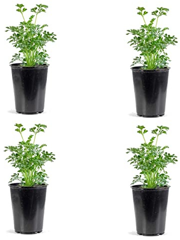 Ruta Graveolens Pack de 4 Plantas de Hierba de Gracia, Rue o Ruda Macho