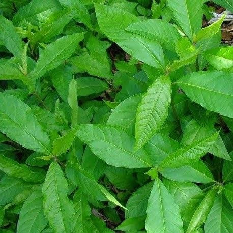 50 graines de plantes vertes Anamu