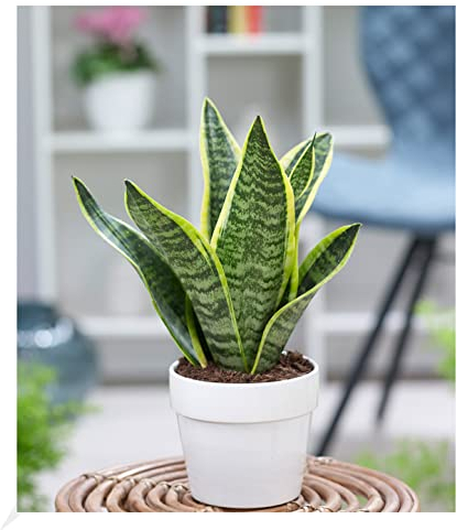 BALDUR Garten Sanseveria Futura Superba, 1 Pflanze, Luftreinigende Zimmerpflanze, unterstützt das Raumklima, Bogenhanf Schwiegermutterzunge, Grünpflanze, mehrjährig - frostfrei halten