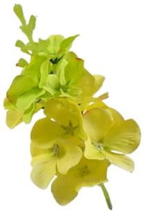 MORENTSU 50 cabezas de flores artificiales de jacinto de seda, jacinto oriental, para manualidades, bodas, hogar, jardín, ramo de flores decorativas (12)