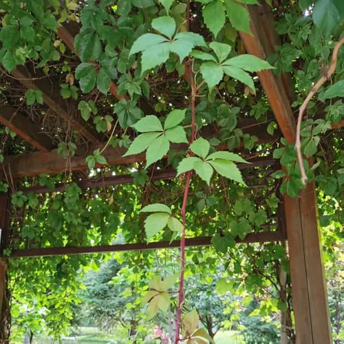 semi di vite selvatica - balcone vecchie varietà resistenti 500pcs
