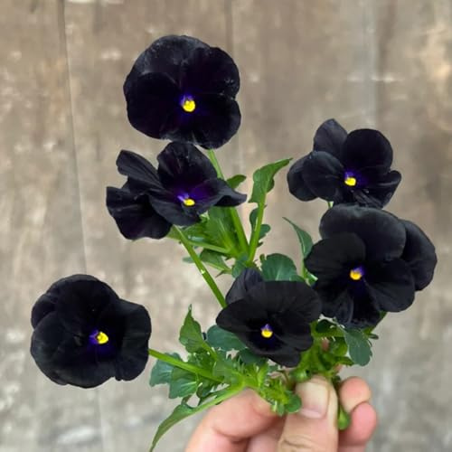viola cornuta, all'ombra interno balcone resistenti giardino d'appartamento rare rampicanti giardino 450semi
