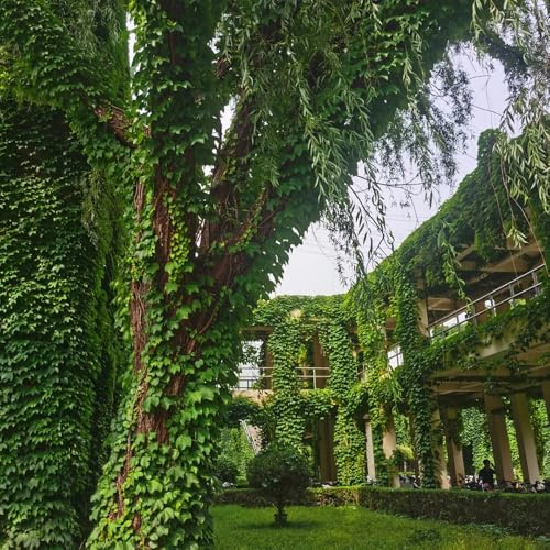 wilder wein - büropflanzen immergrüne jungfernrebe exotische winterharte garten balkon für sonnige plätze steingartenpflanzen herbstpflanzen winterhart blühend kräutergarten balkon 650samen
