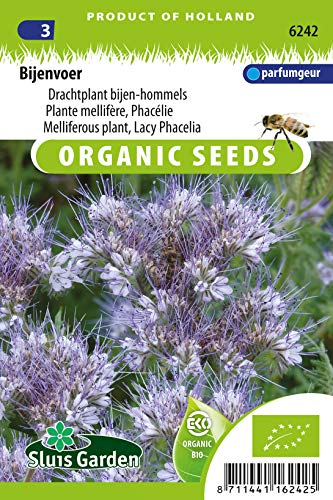 Phacelia Tanacetifolia Pflanzensamen