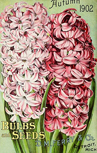 DM Ferry Bulbs & Seed Catalogue 1902 Hyacinths Poster Print by Unknown (18 x 24)
