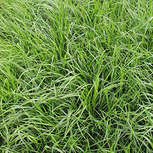 Rohrschwingel Festuca arundinacea 20 kg weichbl. Einzelgras Grassamen Saatgut