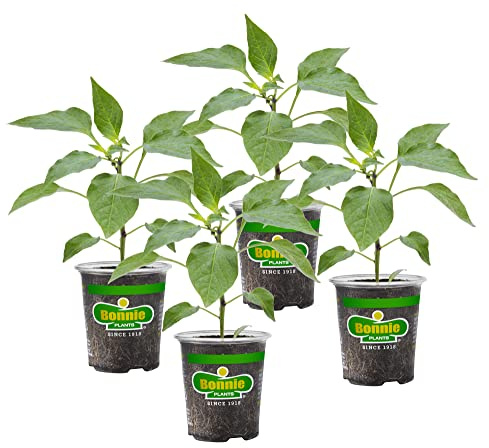 Bonnie Plants Red Ghost Pepper 19.3 oz. 4-Pack
