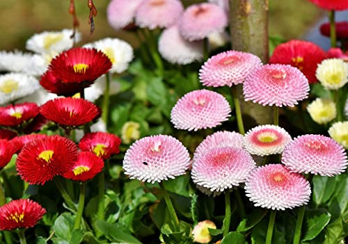 RAISE ME UP: Seeds English Daisy Marguerite Mix Perennial Flowers
