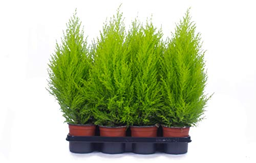 Cipressi 8 pezzi in 70 cm di qualità A1 controllata da MPS. Le nostre piante sono già pre-fertilizzate per voi