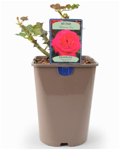 Beautiful My Dad Floribunda Rose Plant – Celebration Thank You Gift in A 5.5 Litre Recyclable Nursery Pot. These are Real, Living, British Grown, Garden Ready, Indoor or Outdoor Flowers