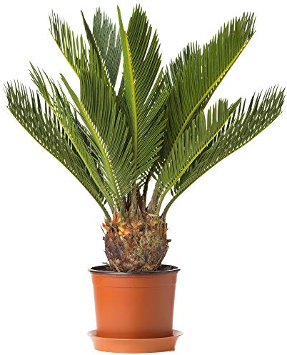 Cycas Revoluta Sagopalmfarn Zimmerpflanze fürs Zuhause oder das Büro (30-40 cm mit Topf)