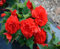 Nouvelles graines de fleurs de bégonia fraîches 100 pièces