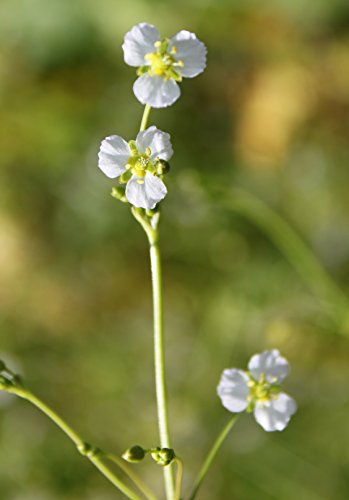 WASSERPFLANZEN WOLFF - fertig im PFLANZKORB - Alisma plantago-aquatica - Froschlöffel, weiß - QUALITÄTSSTAUDE durchwurzelt - heimisch -
