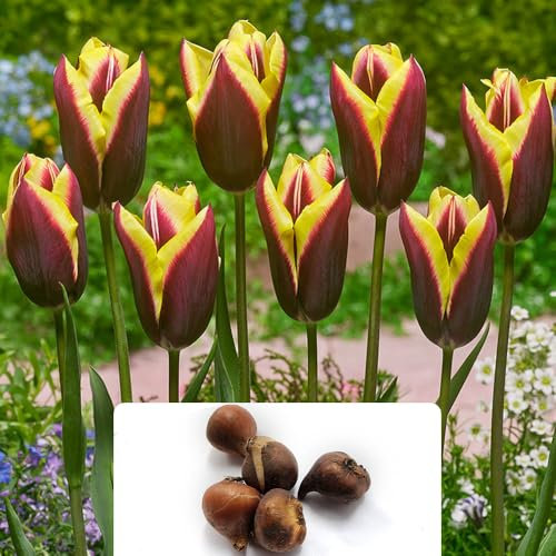 8 Tulip Gavota Xtra Large Bulbs – RHS Award-Winning Variety with Gorgeous Bi-Colour Blooms – Extra-Large Size for Maximum Impact – Perfect Perennials for UK Climate Conditions