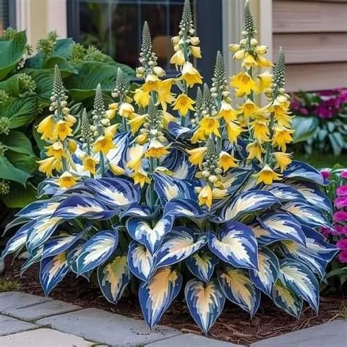 Hosta Rizoma-Ecologización/Embellece el entorno/Ideal para decorar tu jardín-H-4 Rizoma