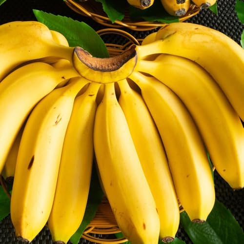 Semi di banano - semi di da giardino frutteto resistenti per il giardino acquistare da frutto esotiche rari comprare fresca 55pcs