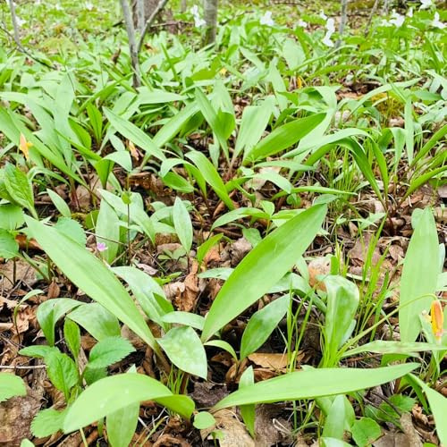 Semillas de ajo silvestre perenne resistente, exteriores variedades antiguas 400pcs