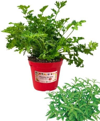 P. Piantine da Orto | Erba Luigia, Pianta in Vaso Diametro 14 cm, Pianta Pronta per il Trapianto, Pianta Vera da Esterno, Piantina Aromatica per Balcone o Terrazzo, Vivaio Italiano