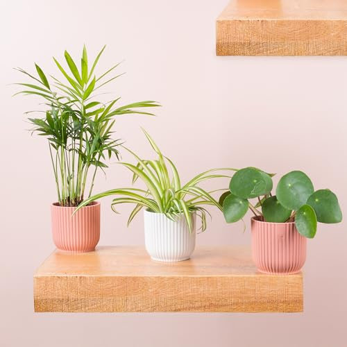 3 x Pet Friendly Baby House Plant Bundle - Indoor Plant Mix Comprising Parlour Palm with Chinese Money and Spider Plants - Pet Friendly Small Indoor Plants Real Pilea, Chlorophytum, Chamaedorea