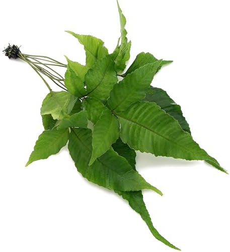 K2AQUA Bolbitis Heteroclita Asiatica Live Aquarium Plant for Freshwater Fish Tank Natural Green Decoration for Planted Tanks