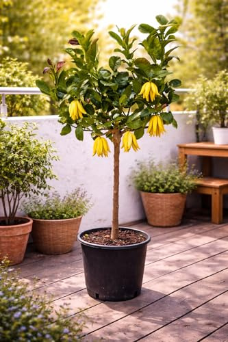 Buddhas Hand Zitrone – Exotische Zitruspflanze 130-170 cm Citrus medica | Duftende Zitrone für Garten & Balkon