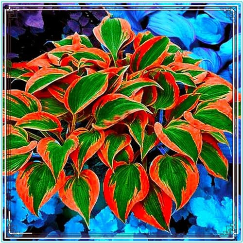 Hosta/Mix Golden Jade Carving Feels/Crop for Planting Now UK/Strong Plants That Grow Well