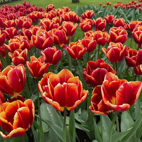 Tulip 'High Roller' – Fiery Tulip Bulbs with Velvety Orange, Cerise & Gold Blooms – Hardy Perennial – Ideal for Borders, Containers & Cut Flowers - 16 Bulbs by Thompson & Morgan