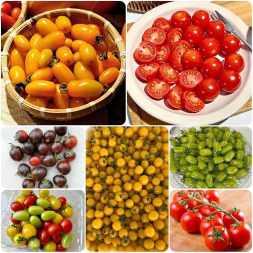 Cherry TomatenSamen, alte sorten seltene obstgarten geschenke für gartenfreunde zwergobstbäume winterhart 160pcs