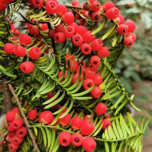 semi di taxus baccata - biologici esotiche da balcone resistente tappezzante interno rare perenni giardino 250pcs