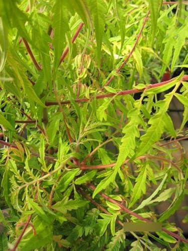Rhus typhina Tiger Eyes ® - Gelbgrüner Essigbaum - Hirschkolbensumach - 60-100