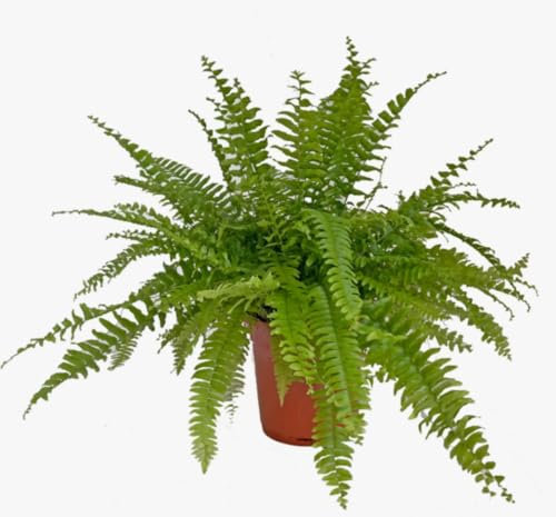 Nephrolepis Boston Fern - Easy Care houseplant- Shade Tolerant Plant - Green Foliage houseplant in 12 cm Pot Approx 30cm Tall