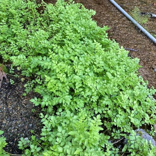 semi di crescione, crescione giardino, rampicanti antiche varietà in vaso copertura del terreno biologico giardino, resistenti, 300pcs