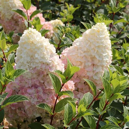 GARTEN SCHLÜTER® Rispenhortensie Silver Dollar weiß