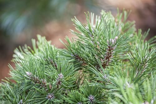 Pinus uncinata 80-100 cm - Hakenkiefer, immergrün, ideal für Hecken und Windschutz, winterhart und pflegeleicht