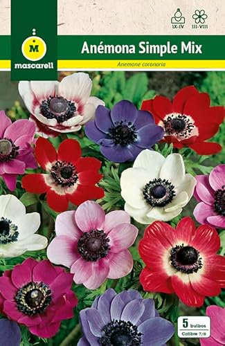 Mascarell Semillas, ANEMONAS SIMPLE MEZCLA DE COLORES, Semillas Bulbosas, Bulbos de Flores Otoño Fácil de Cultivar, Bolsa 10 Bulbos