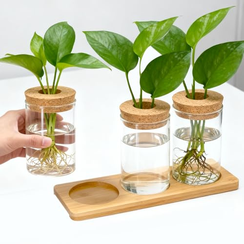 VGECEE 3PCS Stations de Propagation de Plante Vases Hydroponique Vase en Verre Hydroponiques Vases Hydroponiques avec Socle et Couvercle en Bois, Pot de Fleurs en Verre pour Plante, Vase Hydroponique